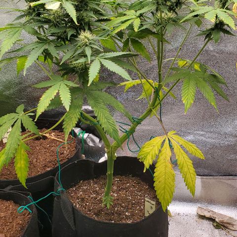 Bubbletwin Candy growlog timeline photo