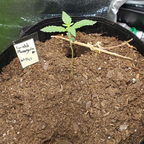 Corkscrew growlog timeline photo