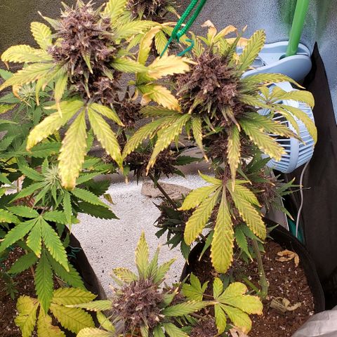 Little L growlog timeline photo
