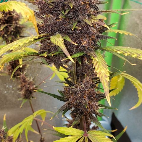 Little L growlog timeline photo
