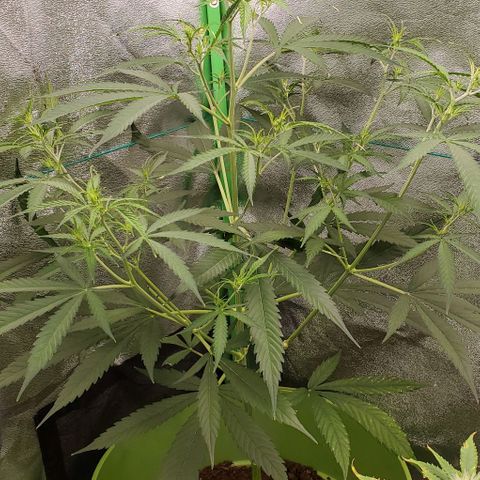 Starla growlog timeline photo