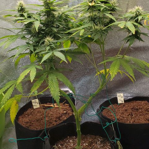 Bubbletwin Candy growlog timeline photo