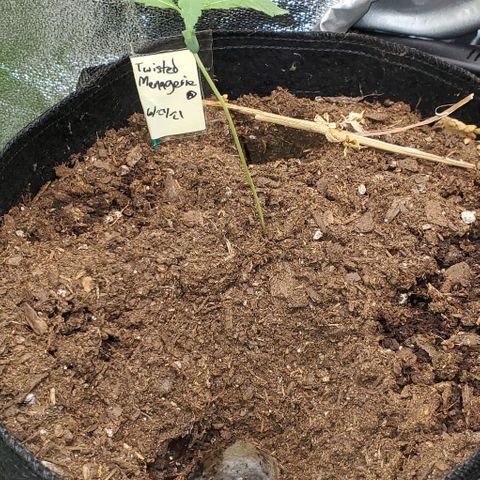 Corkscrew growlog timeline photo