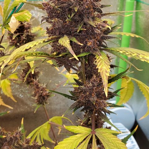 Little L growlog timeline photo