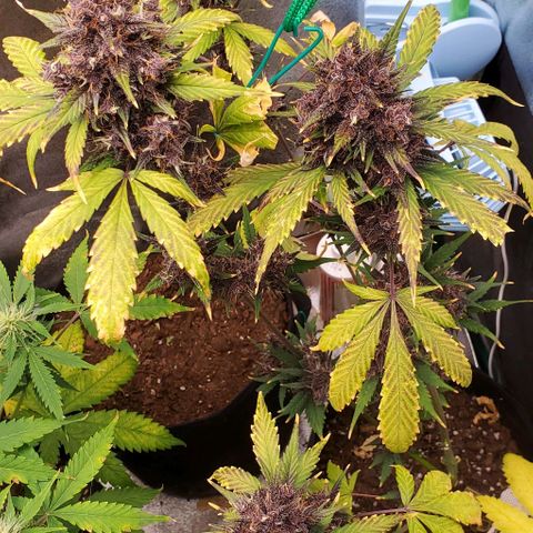 Little L growlog timeline photo