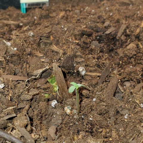 Bonnibel growlog timeline photo