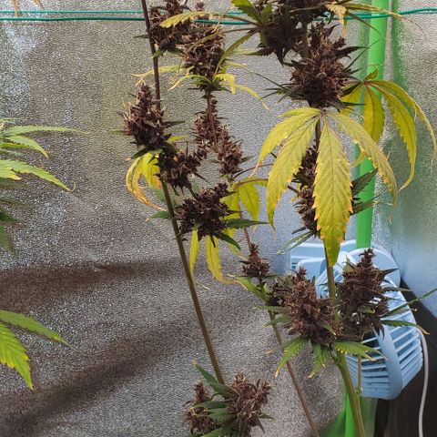 Little L growlog timeline photo