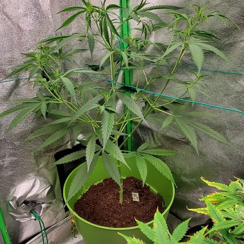 Starla growlog timeline photo