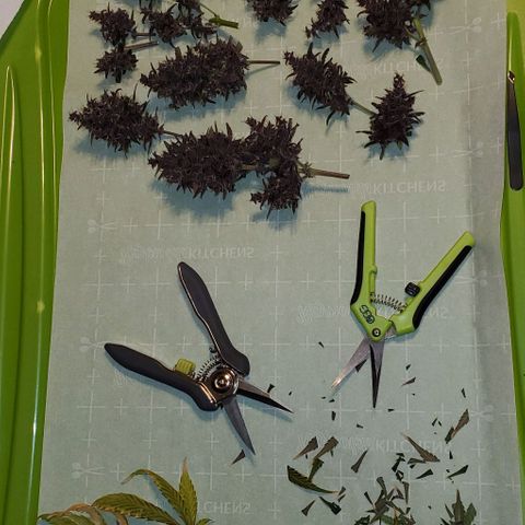 Little L growlog photo: HARVEST DAY! Thank you for your life. You were great for me. 😊🥰