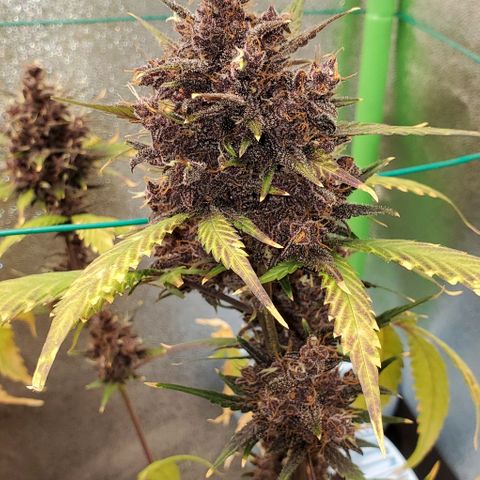 Little L growlog photo: HARVEST DAY! Thank you for your life. You were great for me. 😊🥰