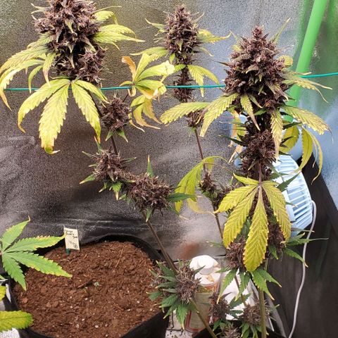Little L growlog photo: HARVEST DAY! Thank you for your life. You were great for me. 😊🥰