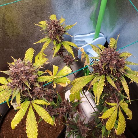 Little L growlog photo: HARVEST DAY! Thank you for your life. You were great for me. 😊🥰