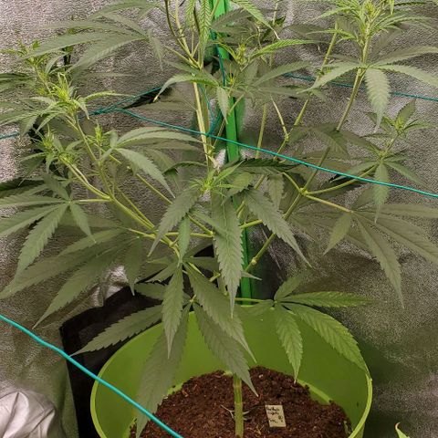 Starla growlog timeline photo
