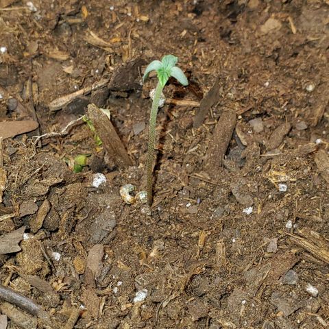 Bonnibel growlog timeline photo