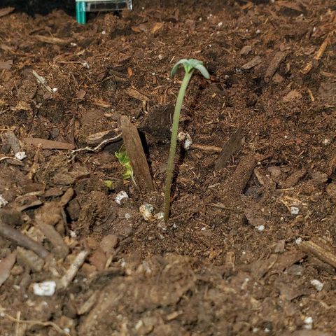 Bonnibel growlog timeline photo