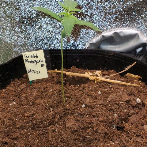 Corkscrew growlog timeline photo