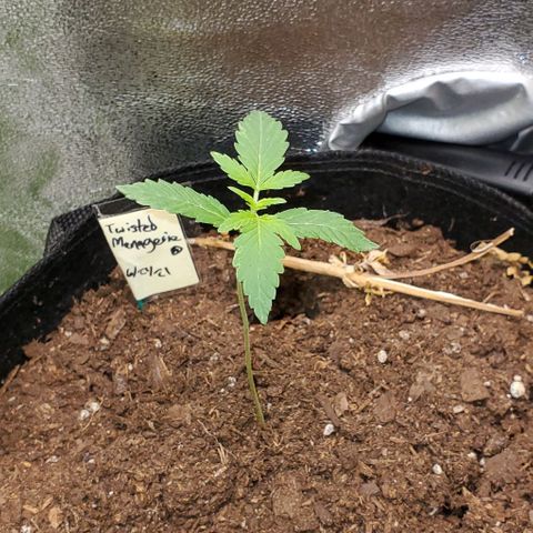 Corkscrew growlog timeline photo