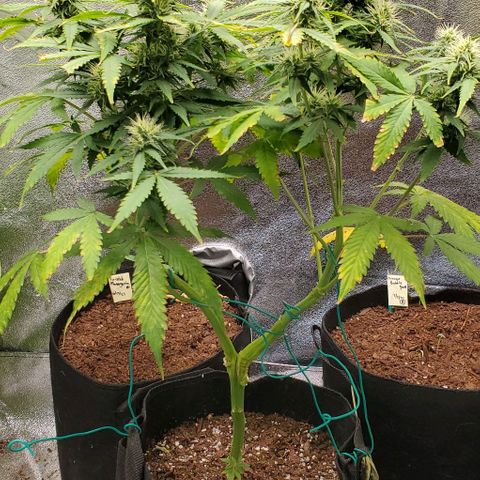Bubbletwin Candy growlog timeline photo