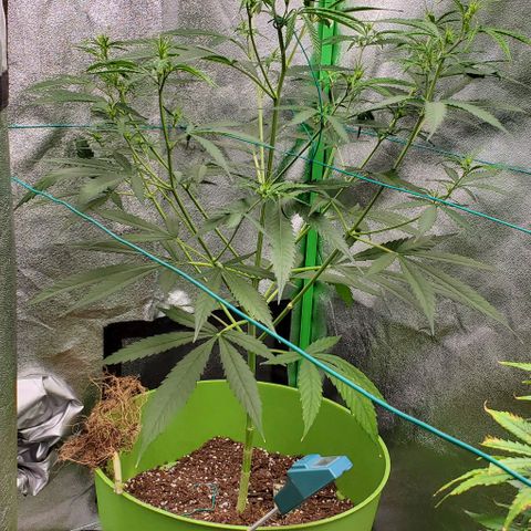 Starla growlog timeline photo