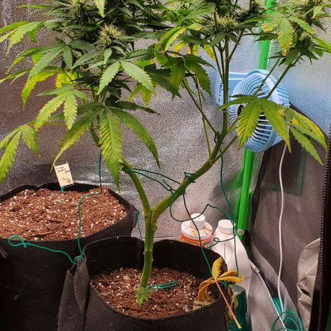 Bubbletwin Candy growlog timeline photo