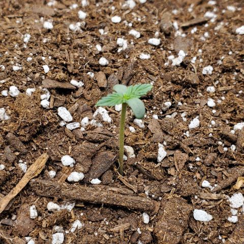 Bonnibel growlog timeline photo