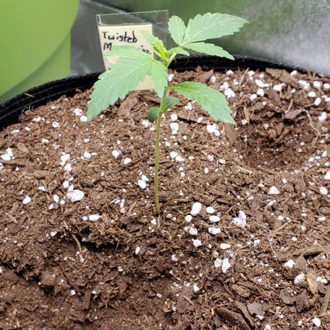 Corkscrew growlog timeline photo