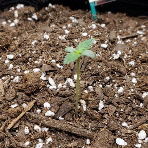 Bonnibel growlog timeline photo