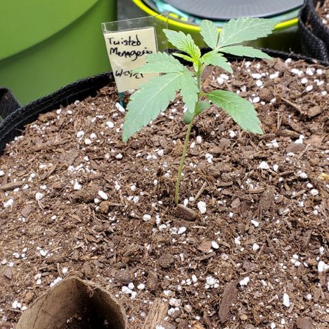 Corkscrew growlog timeline photo