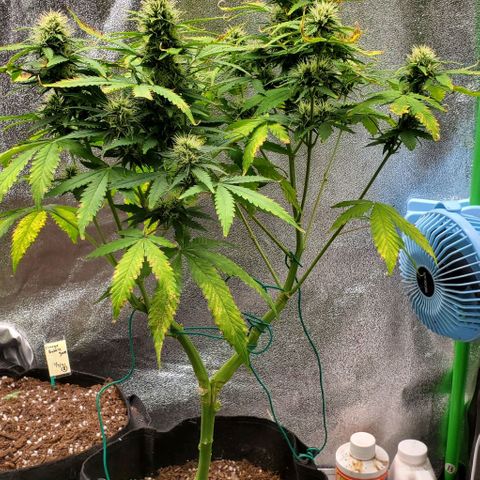 Bubbletwin Candy growlog timeline photo