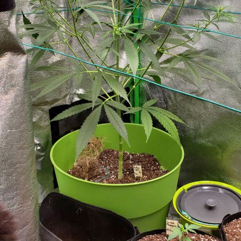Starla growlog timeline photo