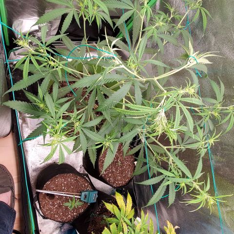 Starla growlog timeline photo
