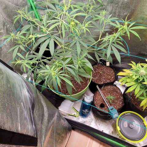 Starla growlog photo: Few hours post tying down. She's looking eager to grow 