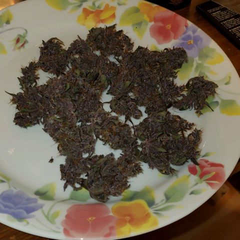 Little L growlog photo: Dried! Altogether, I got around 21g. Happy to increase my yield by 8 grams. 