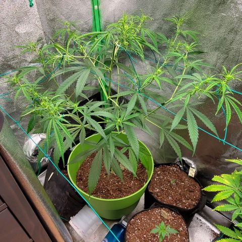 Starla growlog photo: Loving the stretch! 