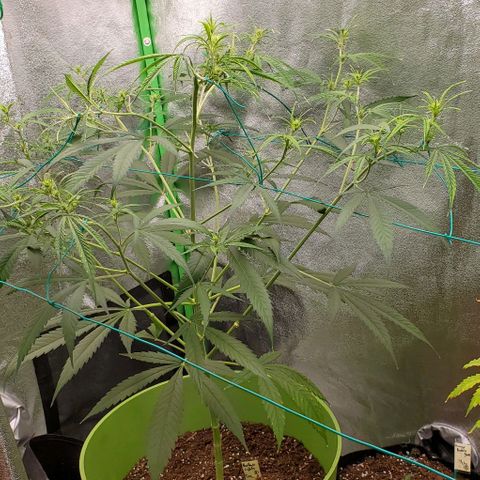 Starla growlog photo: Loving the stretch! 