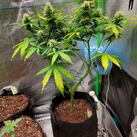 Bubbletwin Candy growlog photo: Smelling more and more like strawberries 