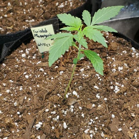 Corkscrew growlog timeline photo