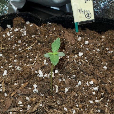 Bonnibel growlog timeline photo