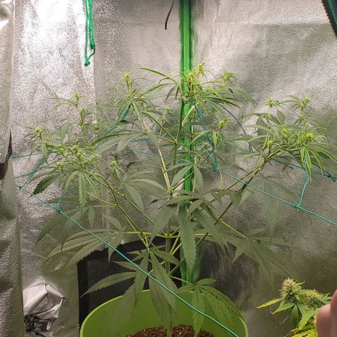 Starla growlog timeline photo