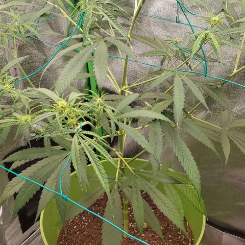 Starla growlog timeline photo