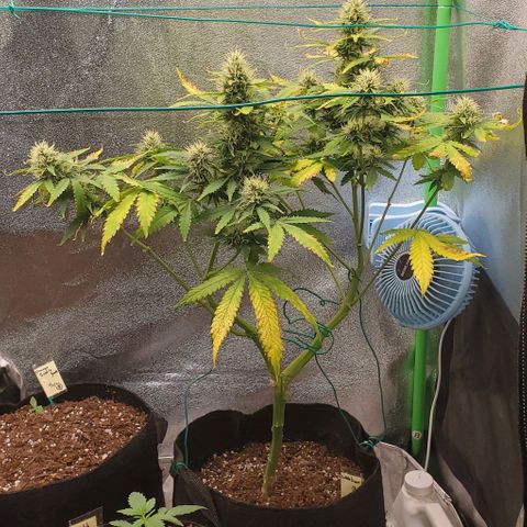 Bubbletwin Candy growlog timeline photo