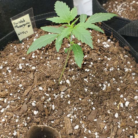 Corkscrew growlog timeline photo