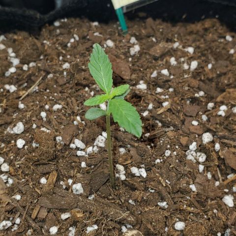 Bonnibel growlog timeline photo