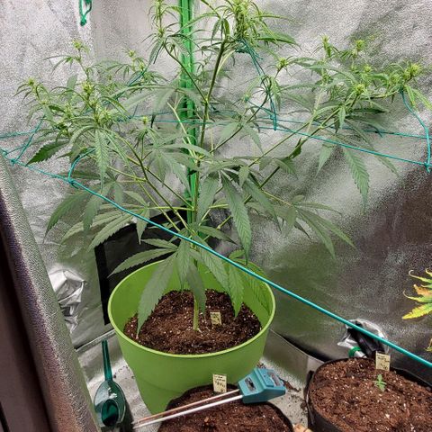 Starla growlog timeline photo