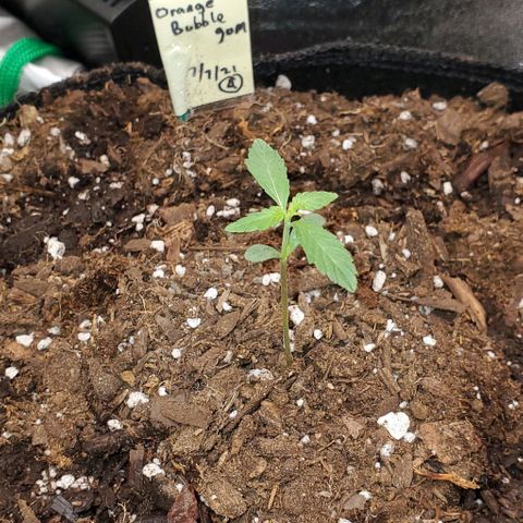 Bonnibel growlog timeline photo
