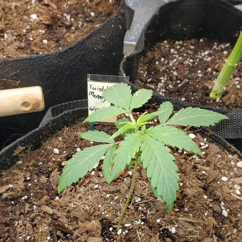 Corkscrew growlog timeline photo