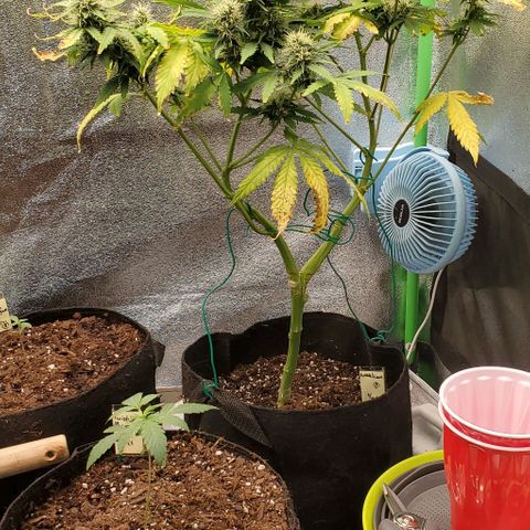 Bubbletwin Candy growlog timeline photo