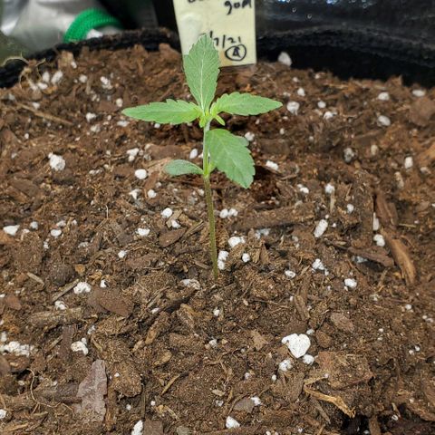 Bonnibel growlog timeline photo