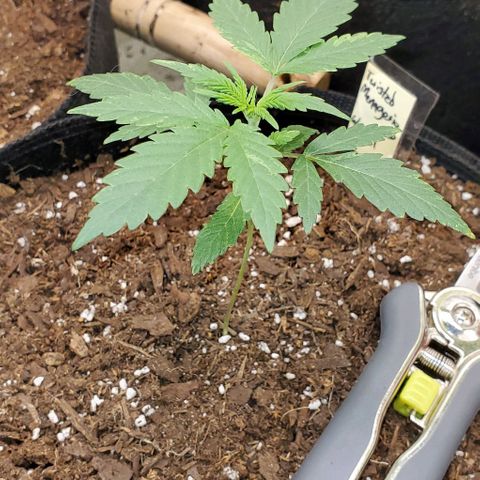 Corkscrew growlog timeline photo