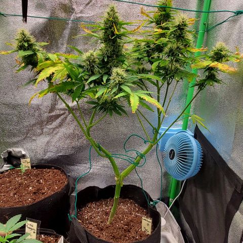 Bubbletwin Candy growlog timeline photo